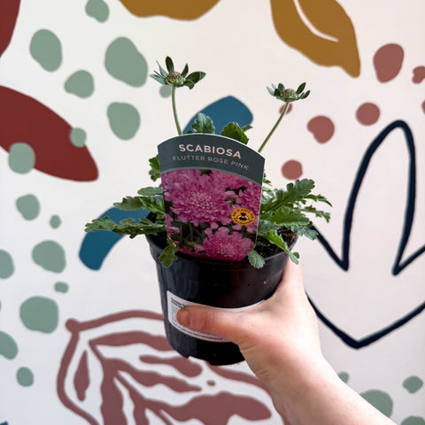 Pincushion Flower - Scabiosa columbaria 'Flutter Rose Pink' - British Grown Perennial - Sprouts of Bristol