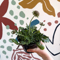 Pincushion Flower - Scabiosa columbaria 'Pink Mist' - British Grown Perennial - Sprouts of Bristol