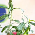 Pink Spiked Speedwells - Veronica spicata 'Anniversary Rose' - British Grown - Sprouts of Bristol