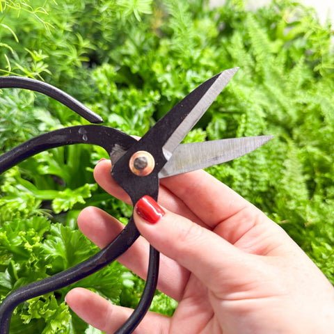 Plant Pruning Scissors - Sprouts of Bristol