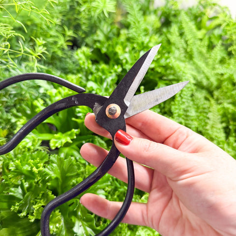 Plant Pruning Scissors - Sprouts of Bristol