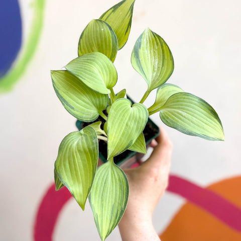 Plantain Lily - Hosta 'June' - Cotswold Grown Perennial - Sprouts of Bristol