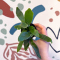 Platycerium bifurcatum - Staghorn Fern - Sprouts of Bristol