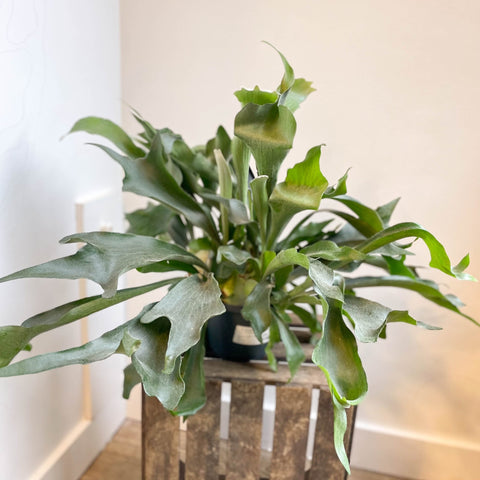Platycerium bifurcatum - Staghorn Fern - Sprouts of Bristol