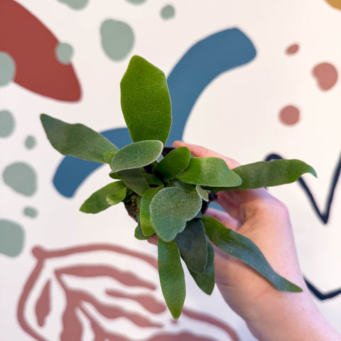 Platycerium bifurcatum - Staghorn Fern - Sprouts of Bristol