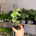 Polyscias balfouriana – Balfour Aralia - Sprouts of Bristol