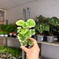 Polyscias balfouriana – Balfour Aralia - Sprouts of Bristol