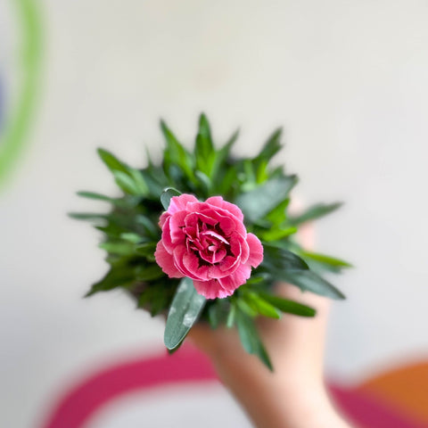 Pot Carnations - Dianthus 'Oscar Pink & Purple' - British Grown - Sprouts of Bristol