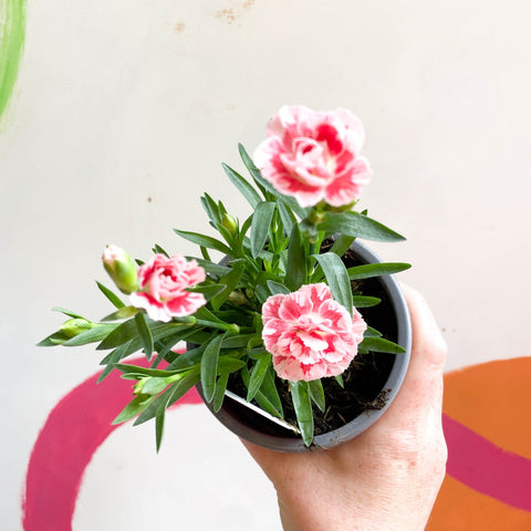 Pot Carnations - Dianthus 'Oscar White & Red' - British Grown - Sprouts of Bristol