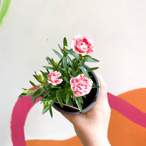 Pot Carnations - Dianthus 'Oscar White & Red' - British Grown - Sprouts of Bristol