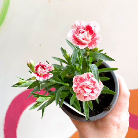 Pot Carnations - Dianthus 'Oscar White & Red' - British Grown - Sprouts of Bristol