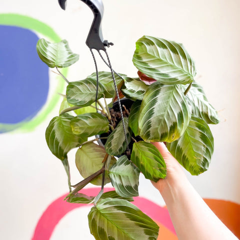 Prayer Plant - Maranta leuconeura 'Silver Band' - Sprouts of Bristol