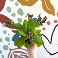 Primula × polyantha 'Silver Laced' - Silver - Laced Primrose - Sprouts of Bristol