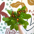 Primula × polyantha 'Victoriana Gold Lace' - Red & Gold - Laced Primrose - Sprouts of Bristol