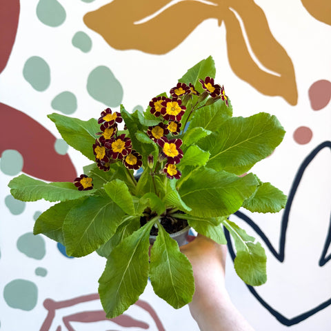 Primula × polyantha 'Victoriana Gold Lace' - Red & Gold - Laced Primrose - Sprouts of Bristol