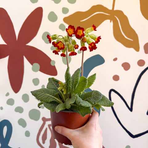 Primula veris - Red Cowslip - British Grown - Sprouts of Bristol