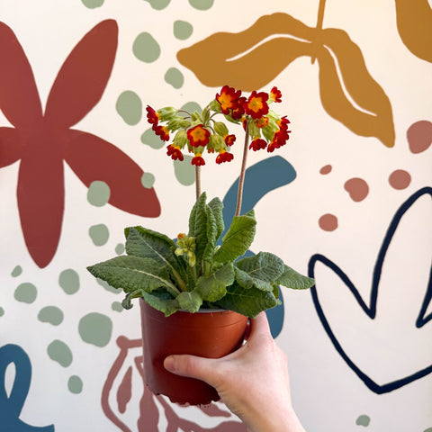 Primula veris - Red Cowslip - British Grown - Sprouts of Bristol
