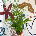 Pteris straminea – Silver Brake Fern - Sprouts of Bristol