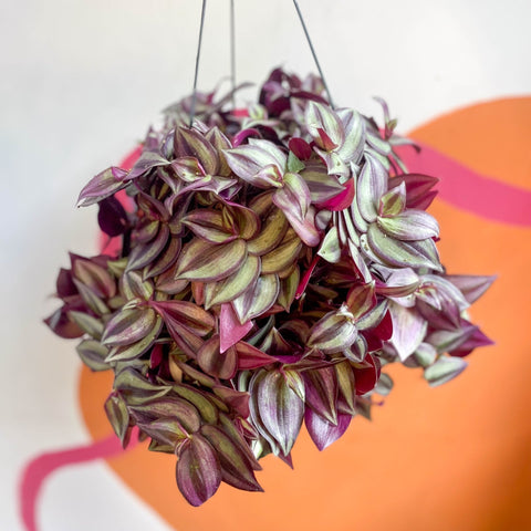 Purple Inch Plant- Tradescantia zebrina 'Purpusii' - Sprouts of Bristol