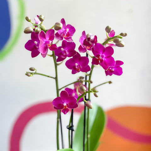 Purple Pink Moth Orchid - Phalaenopsis - Sprouts of Bristol