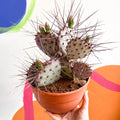 Purple Pricky Pear - Opuntia violacea 'Lianne' - Sprouts of Bristol