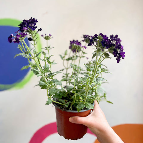 Purple Verbena 'Showboat Midnight' - British Grown - Sprouts of Bristol