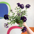 Purple Verbena 'Showboat Midnight' - British Grown - Sprouts of Bristol