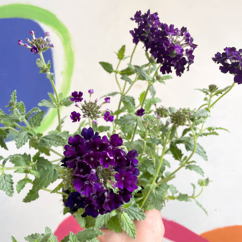 Purple Verbena 'Showboat Midnight' - British Grown - Sprouts of Bristol