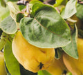 Quince Grow Greetings Card - Sprouts of Bristol