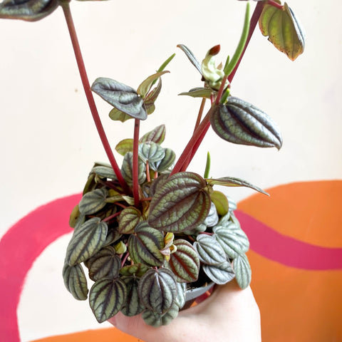 Radiator Plant - Peperomia albovittata 'Piccolo Banda' - Sprouts of Bristol