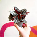 Radiator Plant - Peperomia caperata 'Mendoza' - Sprouts of Bristol