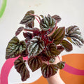 Radiator Plant - Peperomia caperata 'Red' - Sprouts of Bristol