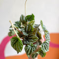Radiator Plant - Peperomia caperata ‘Silver’ - Sprouts of Bristol