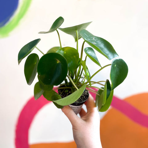 Raindrop Plant - peperomia polybotrya 'Raindrop' - Sprouts of Bristol