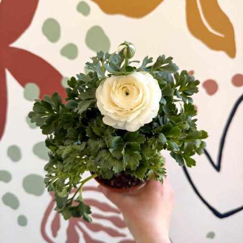 Ranunculus asiaticus - Persian Buttercup - Sprouts of Bristol