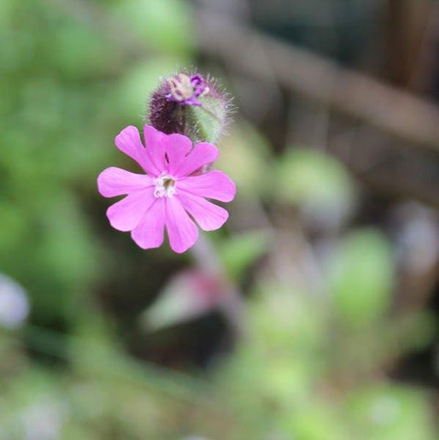 Red Campion Wildflower Seedball Tubes - Sprouts of Bristol