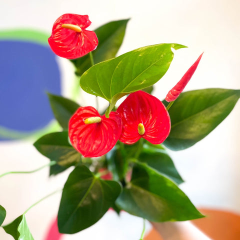 Red Flamingo Flower - Anthurium andraeanum 'Red Champion' - Sprouts of Bristol