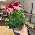 Regal Pelargonium ‘Bella Donna’ – Coral & Crimson - Sprouts of Bristol