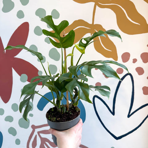 Rhaphidophora tetrasperma - Monstera Minima - Sprouts of Bristol
