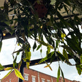 Rhipsalis elliptica - Forest Cactus - Sprouts of Bristol