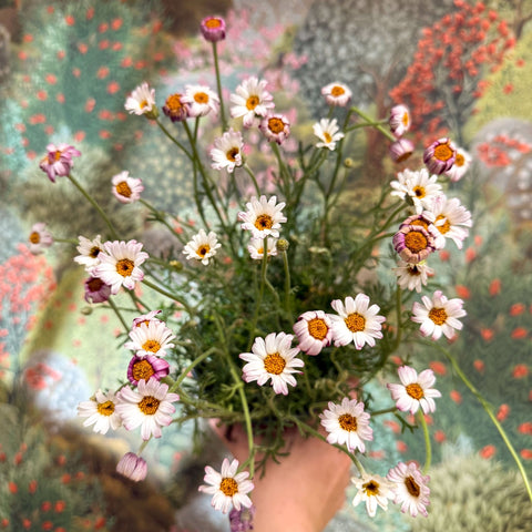 Rhodanthemum hosmariense 'Zagora Pink' - Moroccan Daisy - Sprouts of Bristol