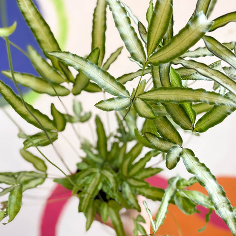 Ribbon Fern - Pteris cretica 'Albolineata' - Sprouts of Bristol