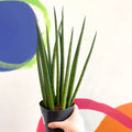 Rocket Snake Plant - Sansevieria cylindrica - Sprouts of Bristol
