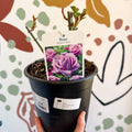 Rosa - Blue / Lilac Hybrid Tea Rose - Sprouts of Bristol