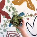 Rosmarinus prostratus 'Boule' - Trailing Rosemary - Cotswolds Grown Culinary Herbs - Sprouts of Bristol