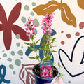 Salvia greggii 'Mirage Pink' - Autumn Sage - English Grown Perennial - Sprouts of Bristol
