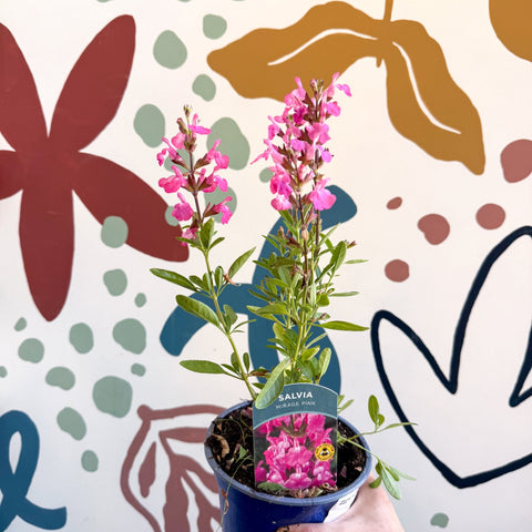 Salvia greggii 'Mirage Pink' - Autumn Sage - English Grown Perennial - Sprouts of Bristol