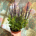 Salvia nemorosa 'Sensation Deep Blue' - Sprouts of Bristol