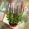 Salvia nemorosa 'Sensation Deep Blue' - Sprouts of Bristol