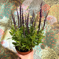 Salvia nemorosa 'Sensation Deep Blue' - Sprouts of Bristol